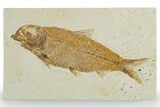 Detailed Fossil Fish (Knightia) - Wyoming #357658-1
